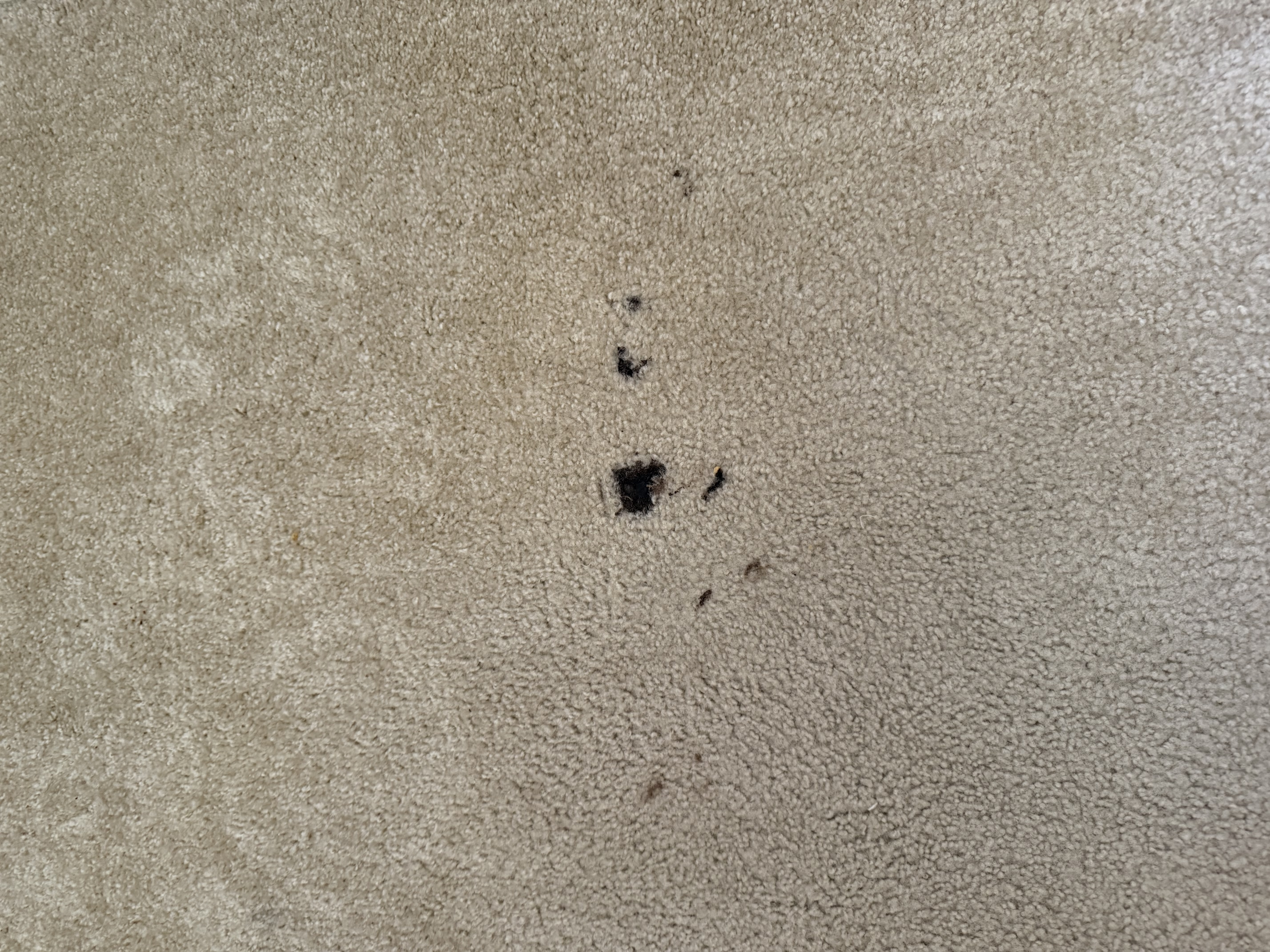 Clean bedroom carpet after home cleaning service