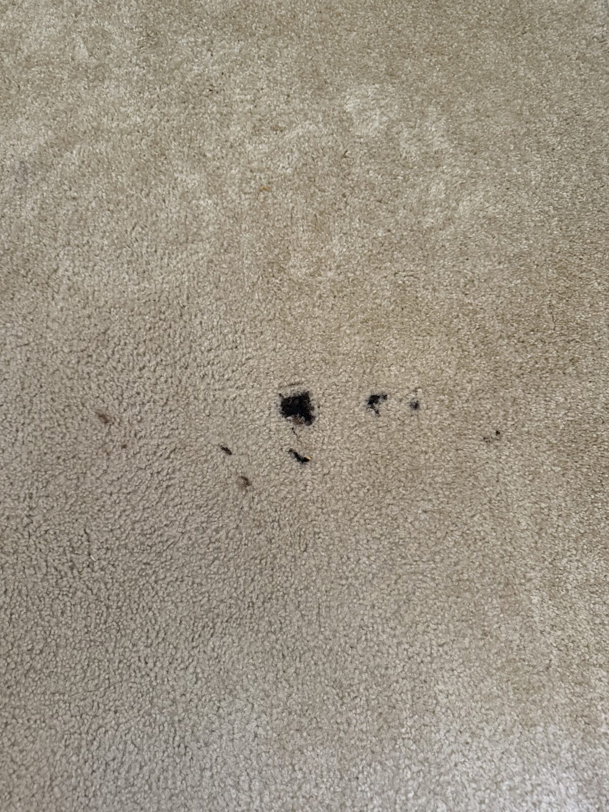 Clean bedroom carpet after home cleaning service